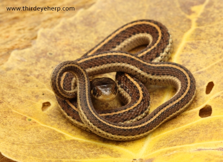 Coast Garter Snake